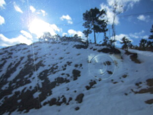 雪覆山坡上的挺拔树木