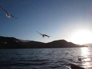 海面上飞鸟伴夕阳美景