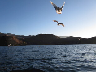 湖畔飞鸟伴远山美景