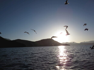 夕阳下湖面飞鸟美景