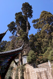 古树下的中式建筑景观