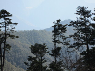 山林间挺拔的树木景观