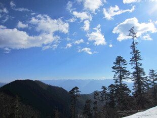 雪山松林间的晴朗天空