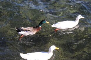 水中游弋的鸭子与白鹅