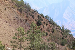 山坡上的稀疏树木景观