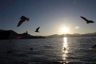 夕阳下飞鸟翔于海面