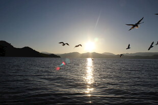 夕阳下飞鸟掠过波光海面