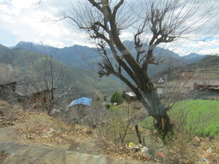 山村枯树边的田园景致