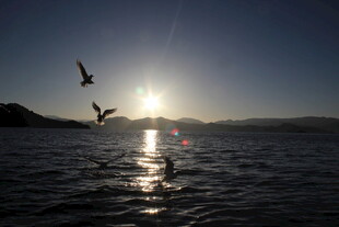 夕阳下海面飞鸟美景