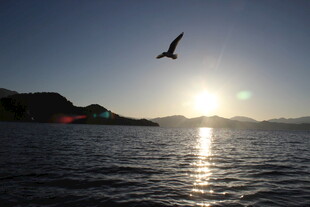 夕阳下飞鸟掠过平静海面
