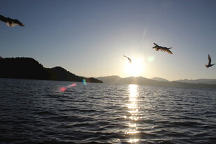 夕阳下海面飞鸟美景