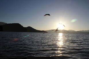 海上日出飞鸟美景