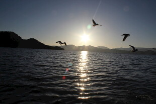 夕阳下飞鸟掠过波光水面
