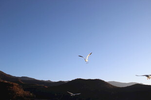 蓝天飞鸟与远山