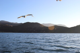 湖面上飞翔的鸟儿