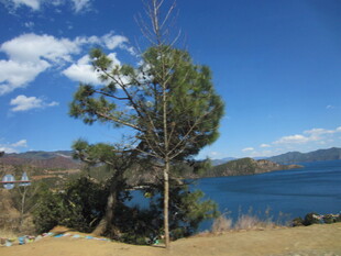 湖畔孤树蓝天美景