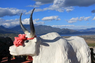 头戴红花的白牦牛