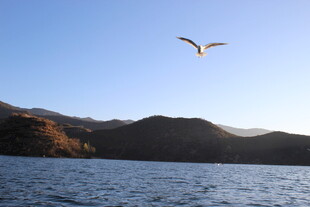 湖畔飞鸟与远山美景