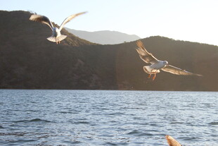 湖畔飞鸟 自然灵动之景