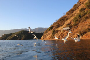 湖畔飞鸟 自然灵动之景
