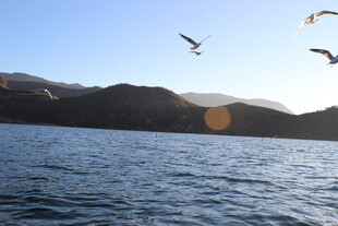 湖畔飞鸟伴远山美景