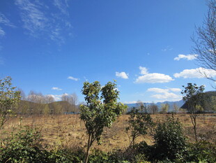 郊外开阔自然风景图