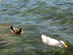 水中游弋的白鸭与黑鸭