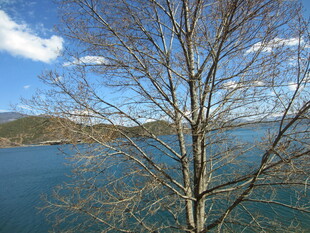 湖畔枯树与蓝天湖水