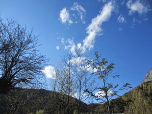 蓝天之下的山野树木