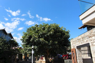 蓝天绿树旁的民居景象