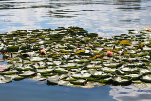 水面上的睡莲与多彩花朵