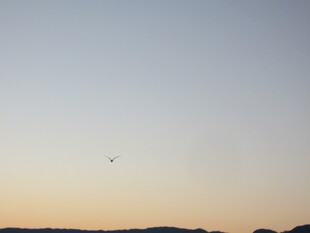 黄昏天际飞鸟剪影