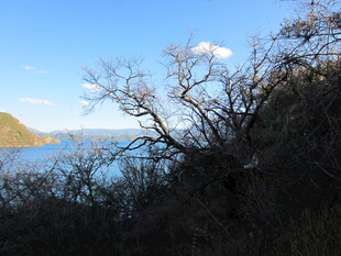 湖畔枯树与蓝天美景