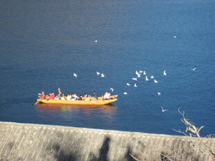 海上游船伴飞鸟