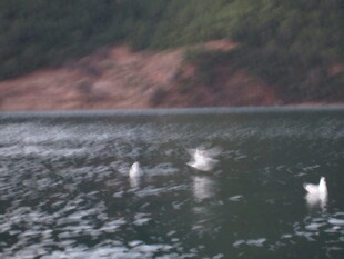 湖面上的几只白色飞鸟