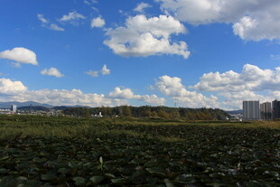 蓝天白云下的广袤田野