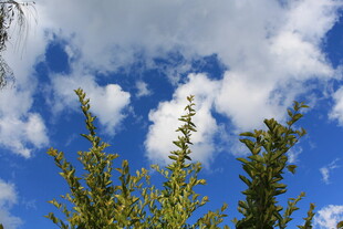 蓝天绿树间的清新景致