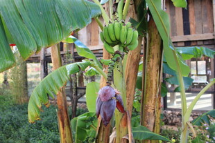 香蕉树与果实特写