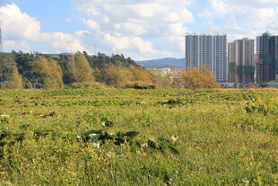 城郊绿地与远处高楼景观