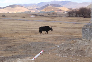 旷野中的黑色牛
