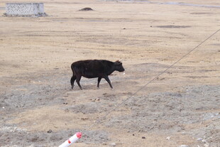 旷野中的独行黑牛