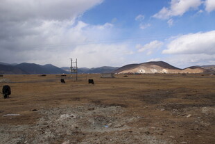草原上的牦牛与远山风景