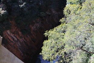 峡谷边的葱郁绿树