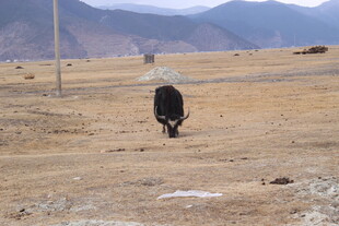 旷野中的黑色牦牛