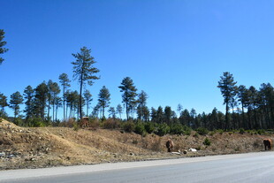 公路旁的树木与开阔蓝天