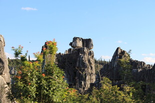 奇特石林景观 绿意点缀