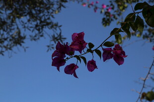 蓝天映衬下的艳丽三角梅