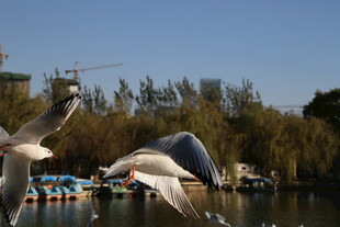 湖畔飞翔的灵动海鸥
