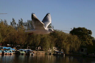 湖畔飞鸟与停泊船只