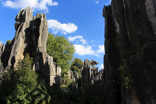 壮观石林 蓝天绿树相伴